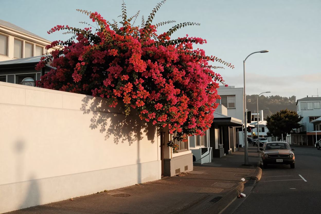 Vintage 1950s Wellington Street Scene with Bougainvillea and Morning Light in in Wellington, New Zealand