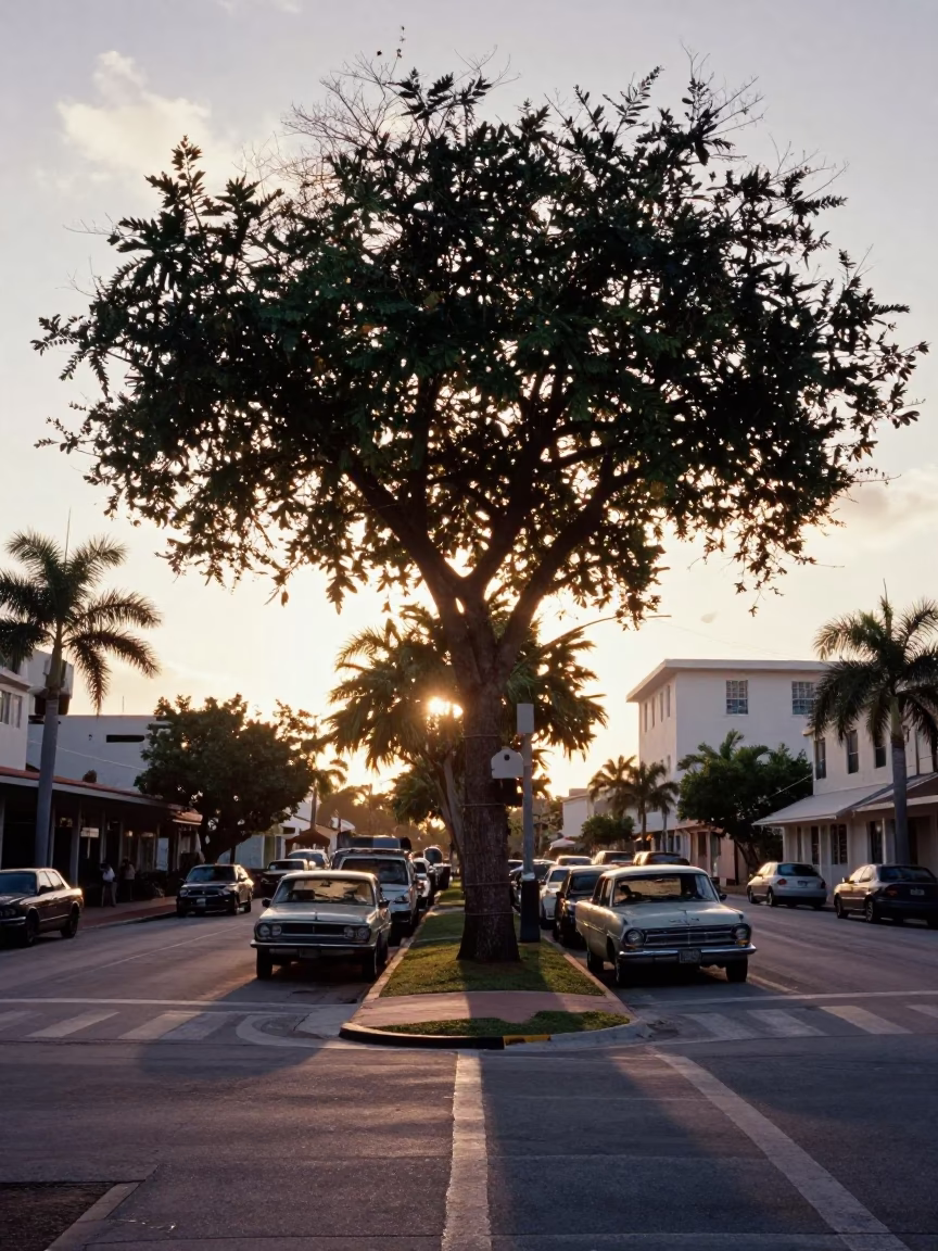 Vintage 1960s Miami Dawn Street Scene with Kapok Tree and Local Life in in Miami, Florida, United States