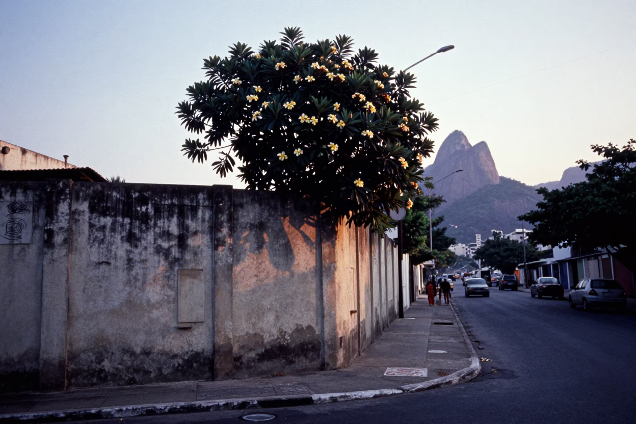 Vintage 1970s Rio de Janeiro Street Scene Before Sunrise with Frangipani Branch in in Rio de Janeiro, Brazil