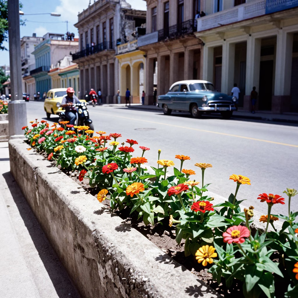 Vintage Havana Street Scene with Zinnias and Local Life in Bright Midmorning Light in in Havana, Cuba