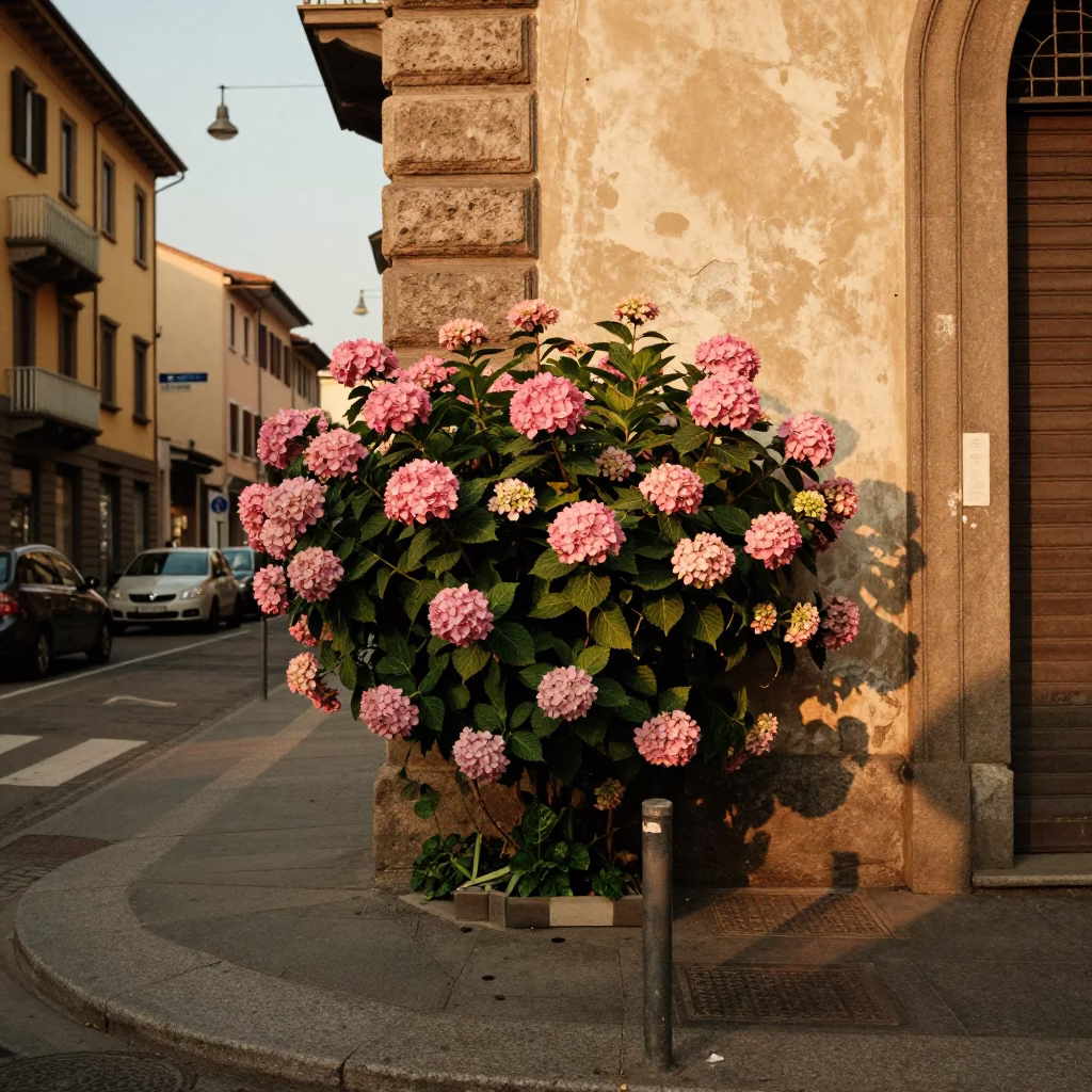Vintage Milan Street Scene in Honeyed Evening Light with Hydrangeas and Local Market Life in in Milan, Italy