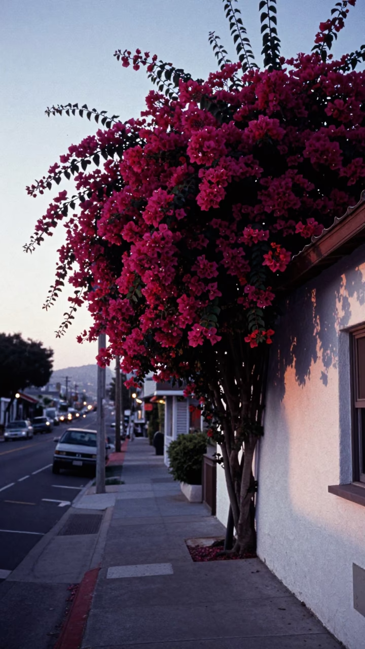 Vintage San Diego Street Scene Before Dawn With Bougainvillea And Garden Gate in in San Diego, California, United States