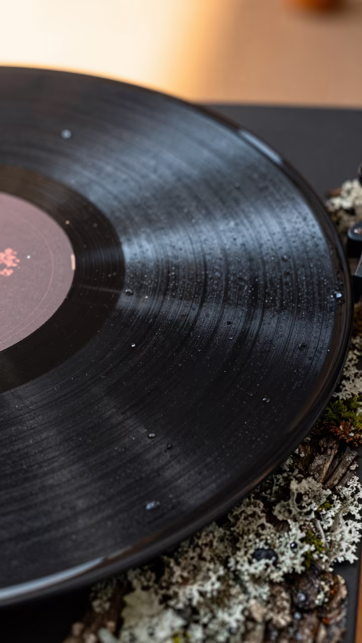 Vinyl Record Groove Macro on Lichen Bark in on lichen-covered bark near Wenzhou