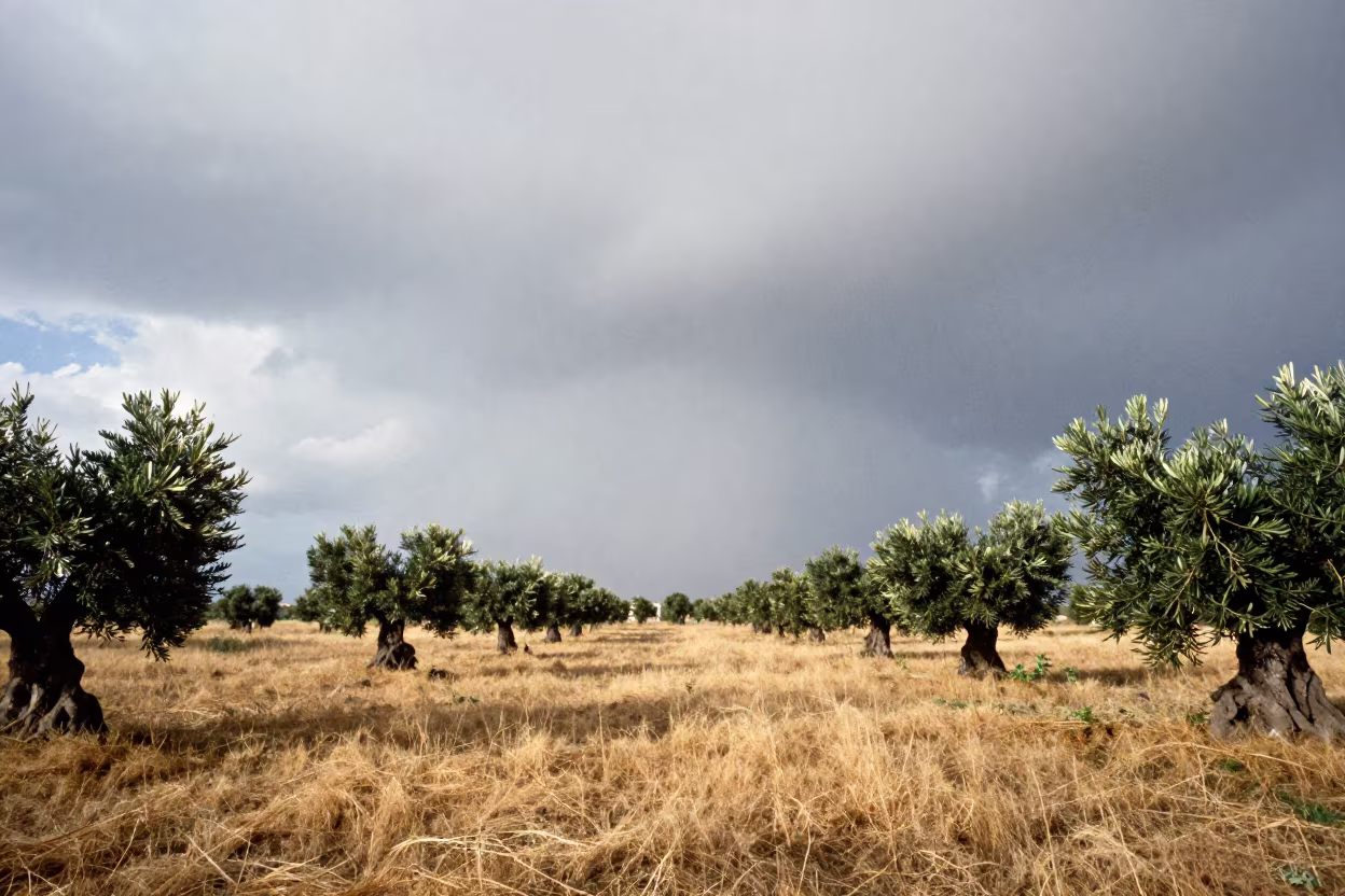 Virga Curtain Over Sicilian Storm Plain in across a storm-bright plain in Sicily