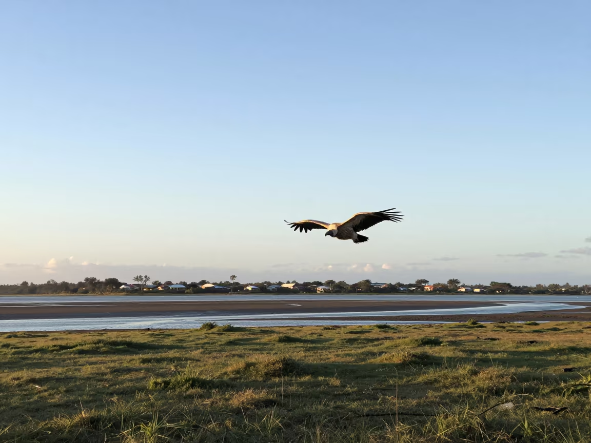 Vulture Circling Fiji Savanna at Dusk in beside a tidal inlet in Fiji