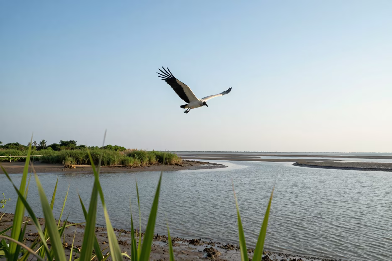 Vulture Circling Tidal Inlet Ho Chi Minh City in beside a tidal inlet near Ho Chi Minh City