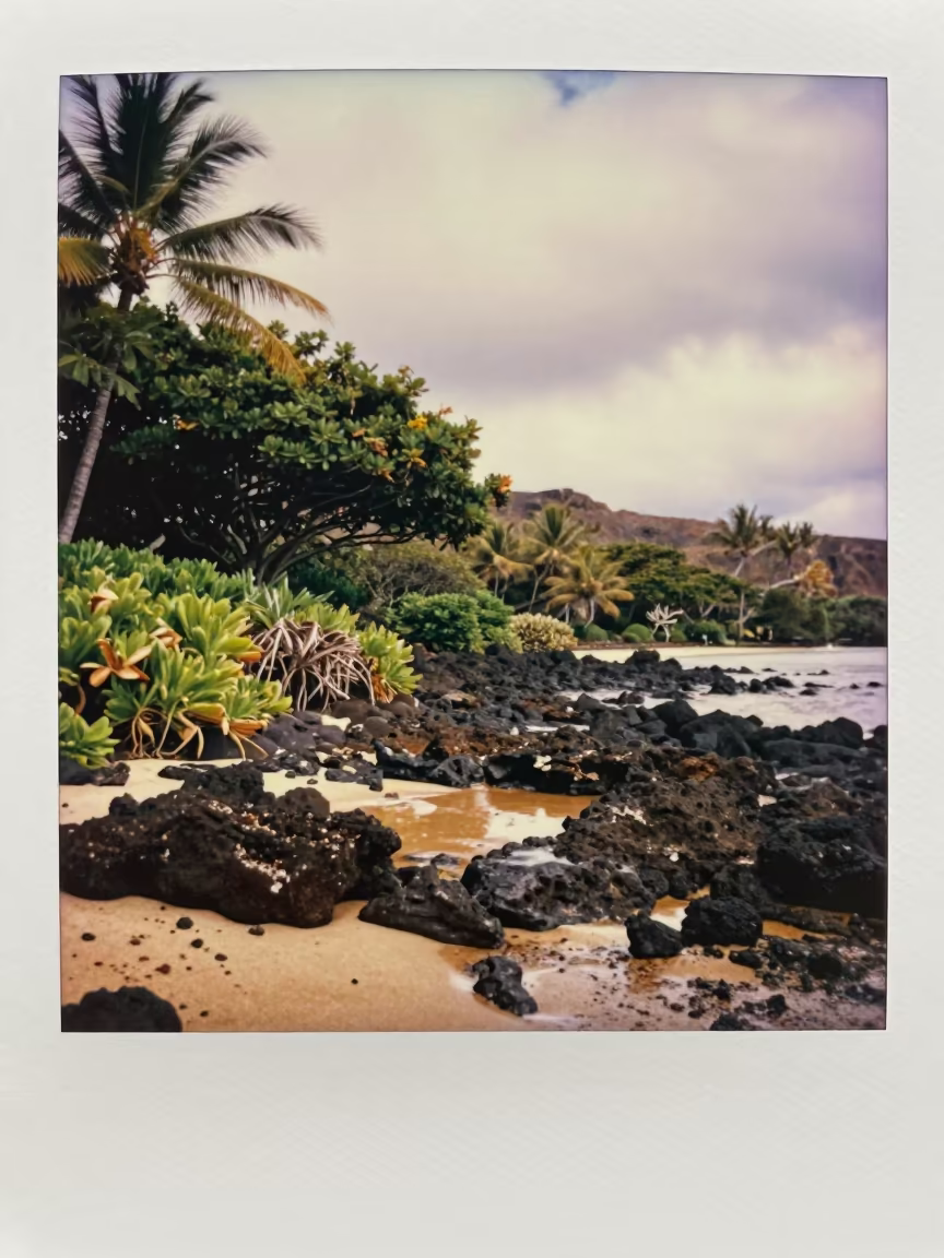 Waikiki Shoreline Garden in Soft Overcast Light in along a wave-cut shoreline near Waikiki, Honolulu