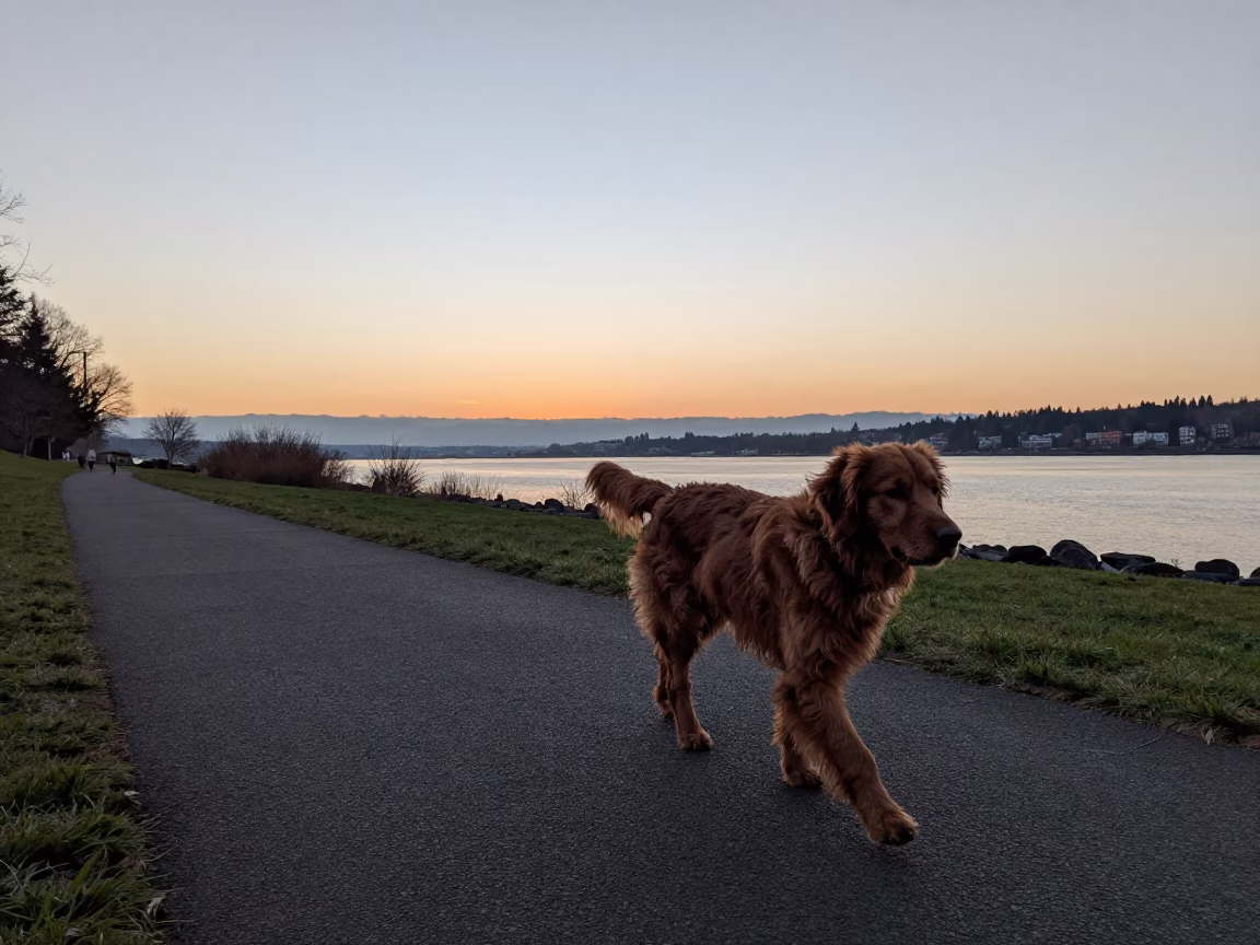Walking Dog in Portland at As The Sun Drops Toward The Horizon in in Portland, Oregon, United States