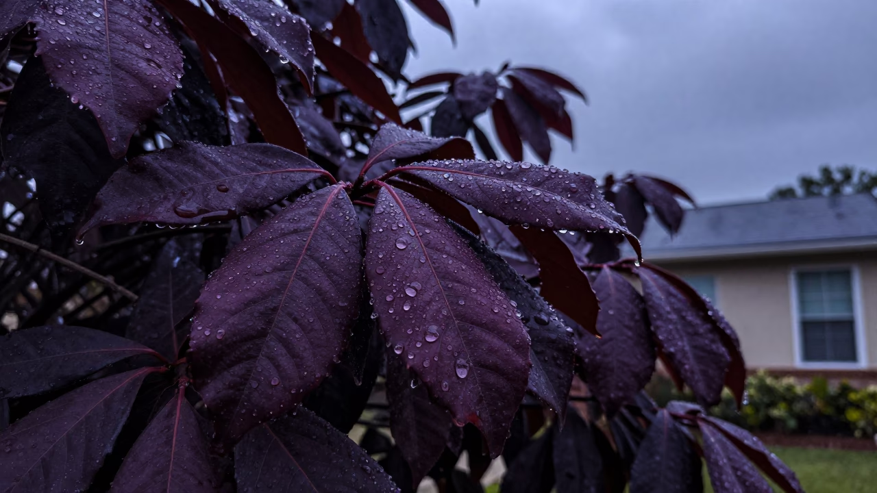 Water Droplets in Austin in in Austin, United States