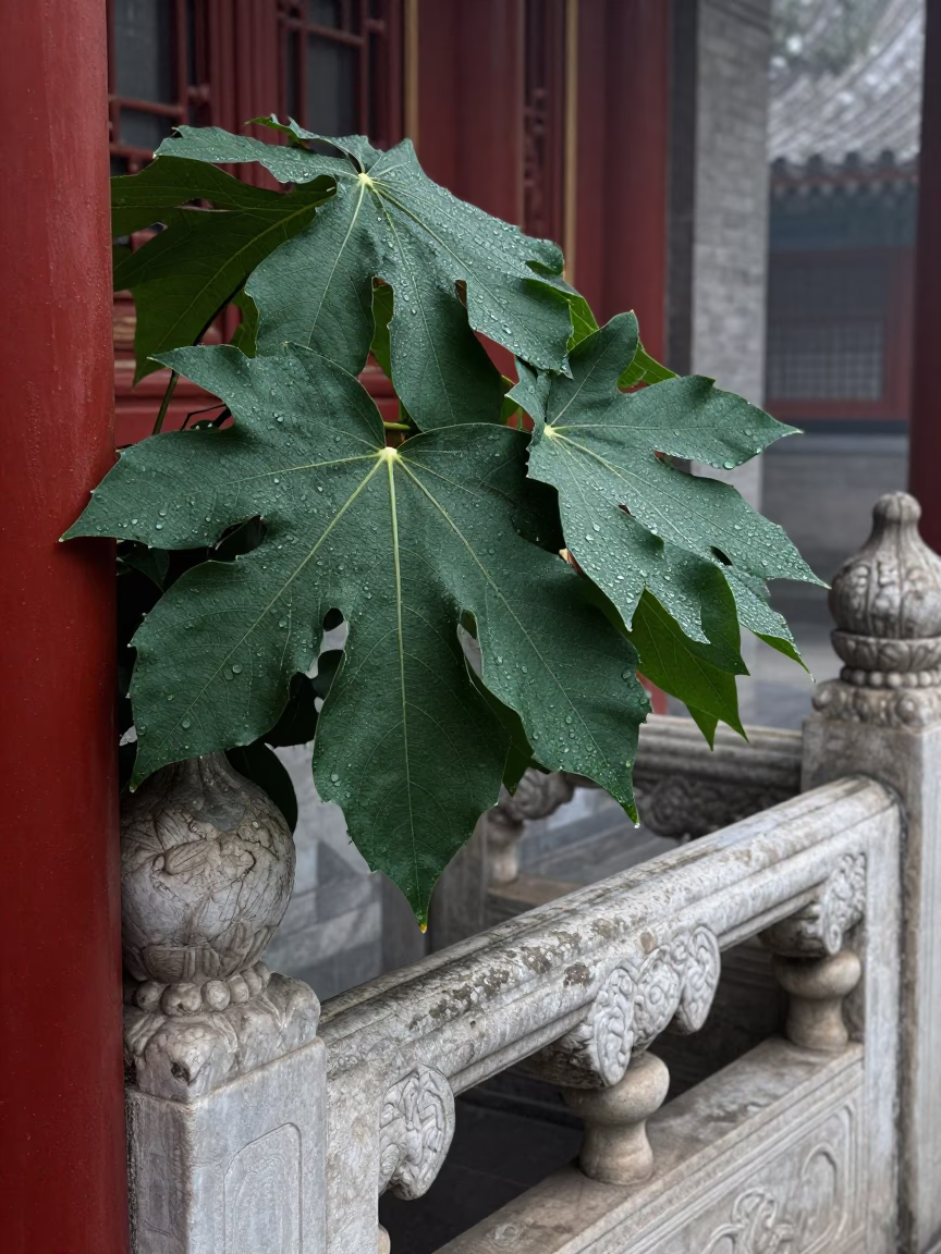 Water Droplets in Beijing in in Beijing, China