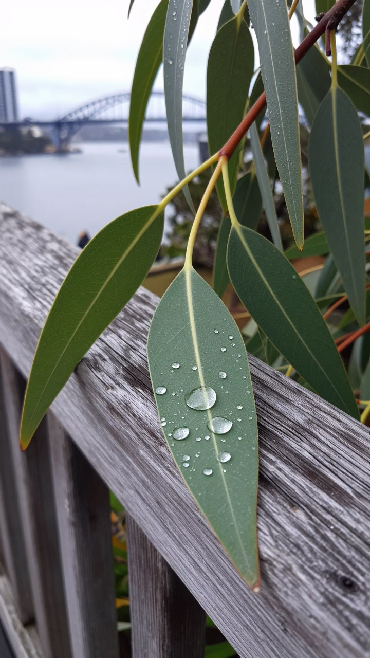 Water Droplets in Hobart in in Hobart, Australia