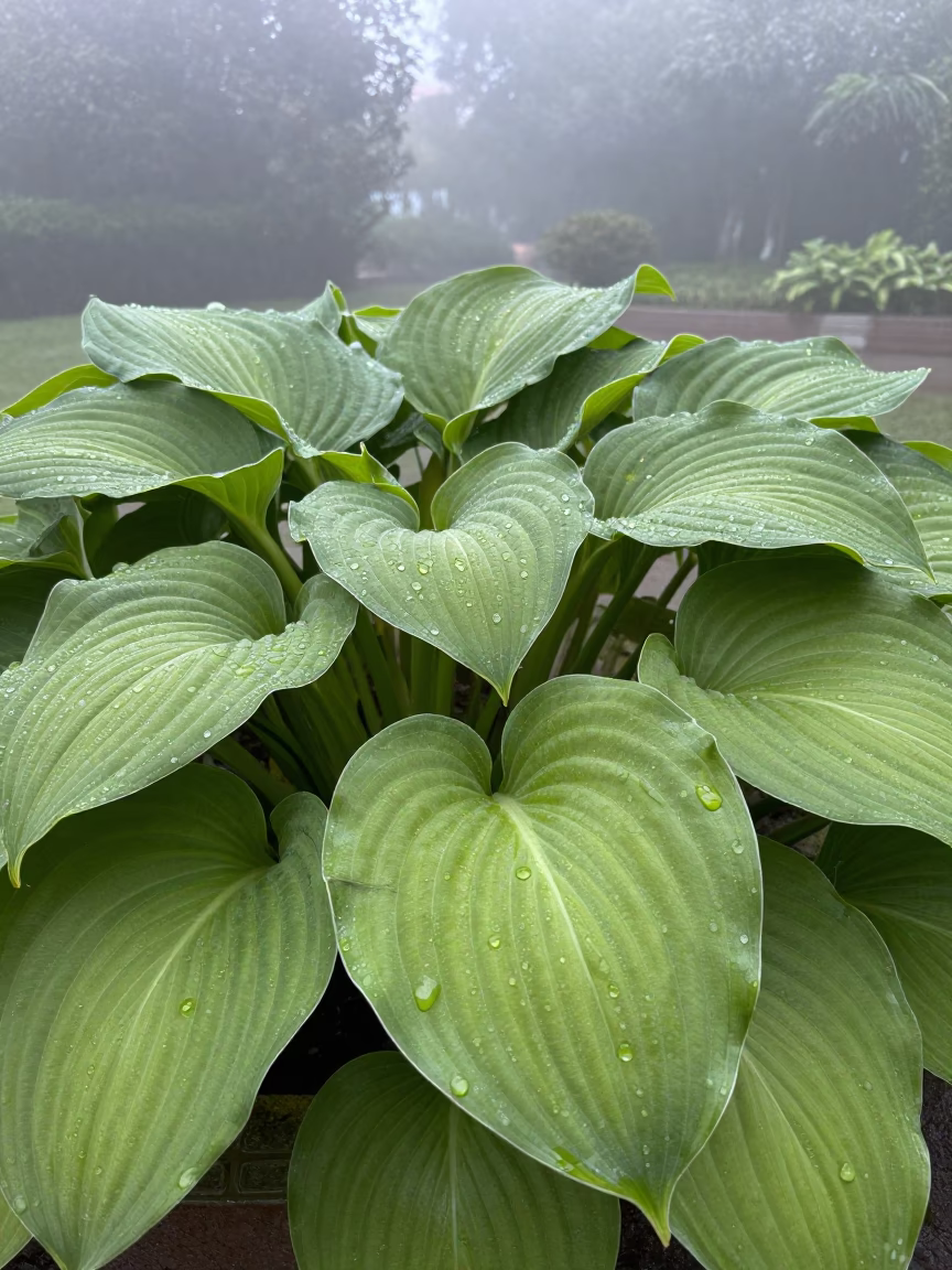 Water Droplets in Hong Kong in in Hong Kong