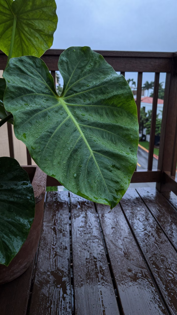 Water Droplets in Miami in in Miami, United States