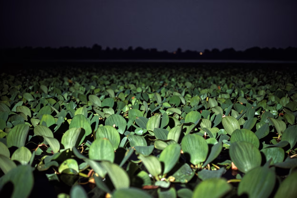 Water Hyacinth Choking Tropical Waterway at Night in in a bloom-heavy meadow in Yunnan