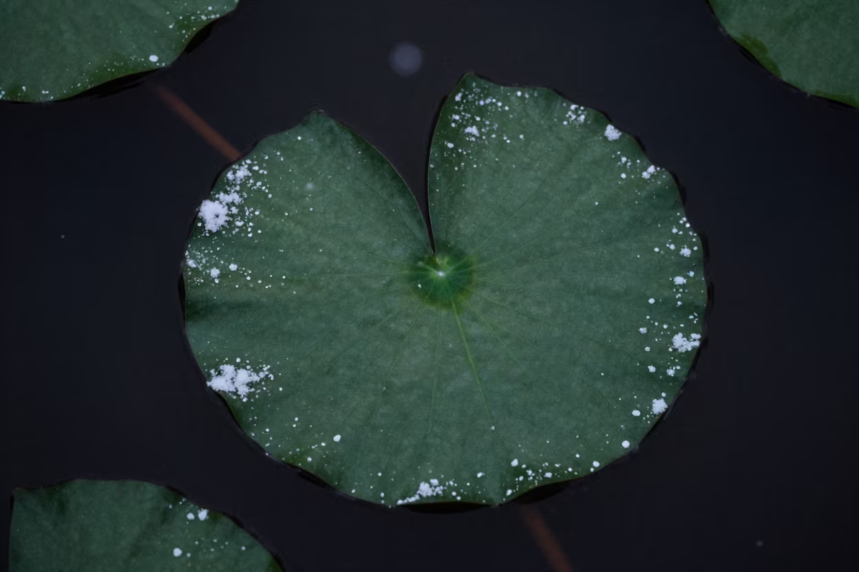 Water Lily Leaf Rim Light Night Delhi in in a bloom-heavy meadow near Shahpur Jat, Delhi