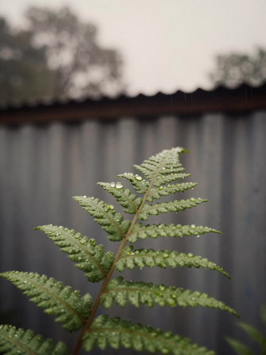 Water Pearls on Fern Spine in Rainy Dawn in across a rain-beaded metal surface near Iquitos