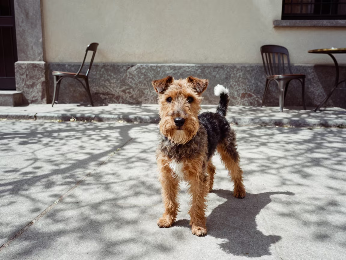 Weathered Manchester Terrier Portrait in El Alto in along a quiet park path with soft open shade and a clean background in El Alto
