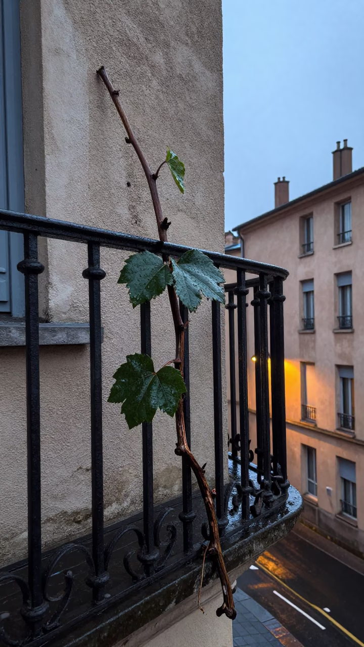 Weathered Vine Stem in Lyon in in Lyon, France