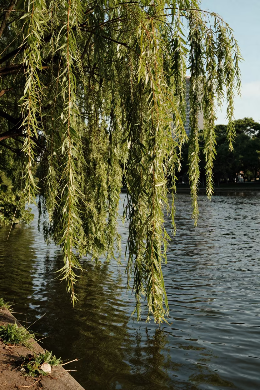Willow Branches Dancing in Late Afternoon Light in near São Paulo