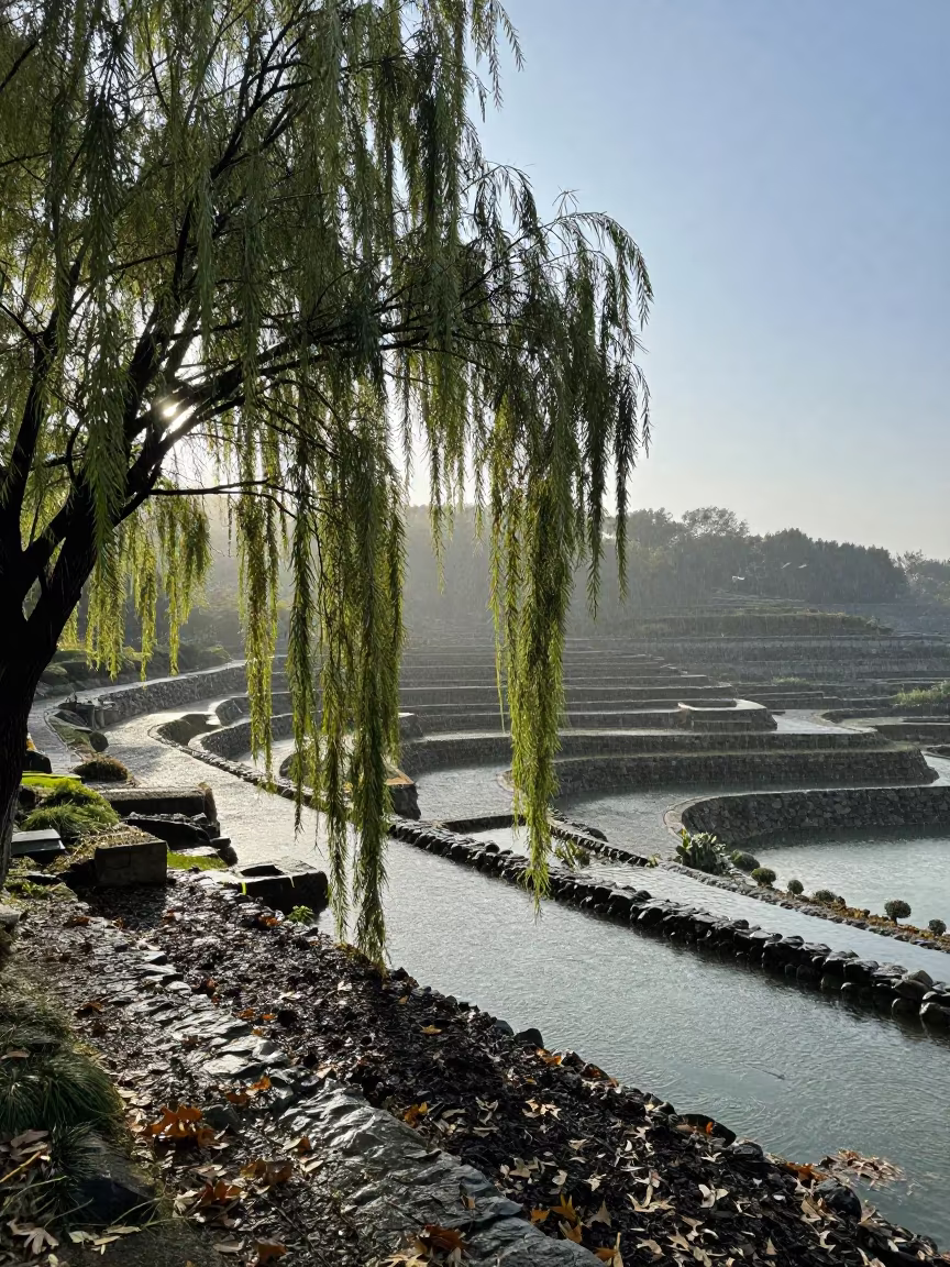 Weeping Willow Over Water in Terraced New York Garden in among terraced garden plots in New York