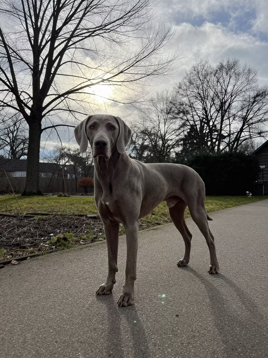 Weimaraner Silhouette on Winter Park Path in near a garden edge with soft morning light and an uncluttered background near Dortmund