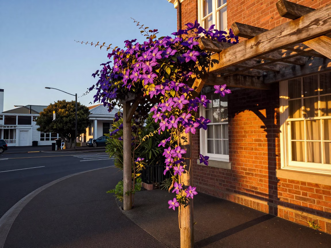 Wellington New Zealand Evening Light Clematis Vine Pergola and Street Scene in in Wellington, New Zealand