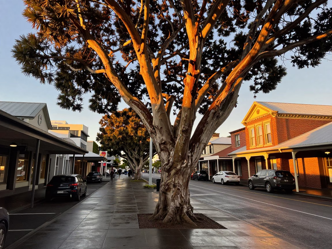 Wellington New Zealand Street Scene Honeyed Evening Light with Madrone Tree in in Wellington, New Zealand