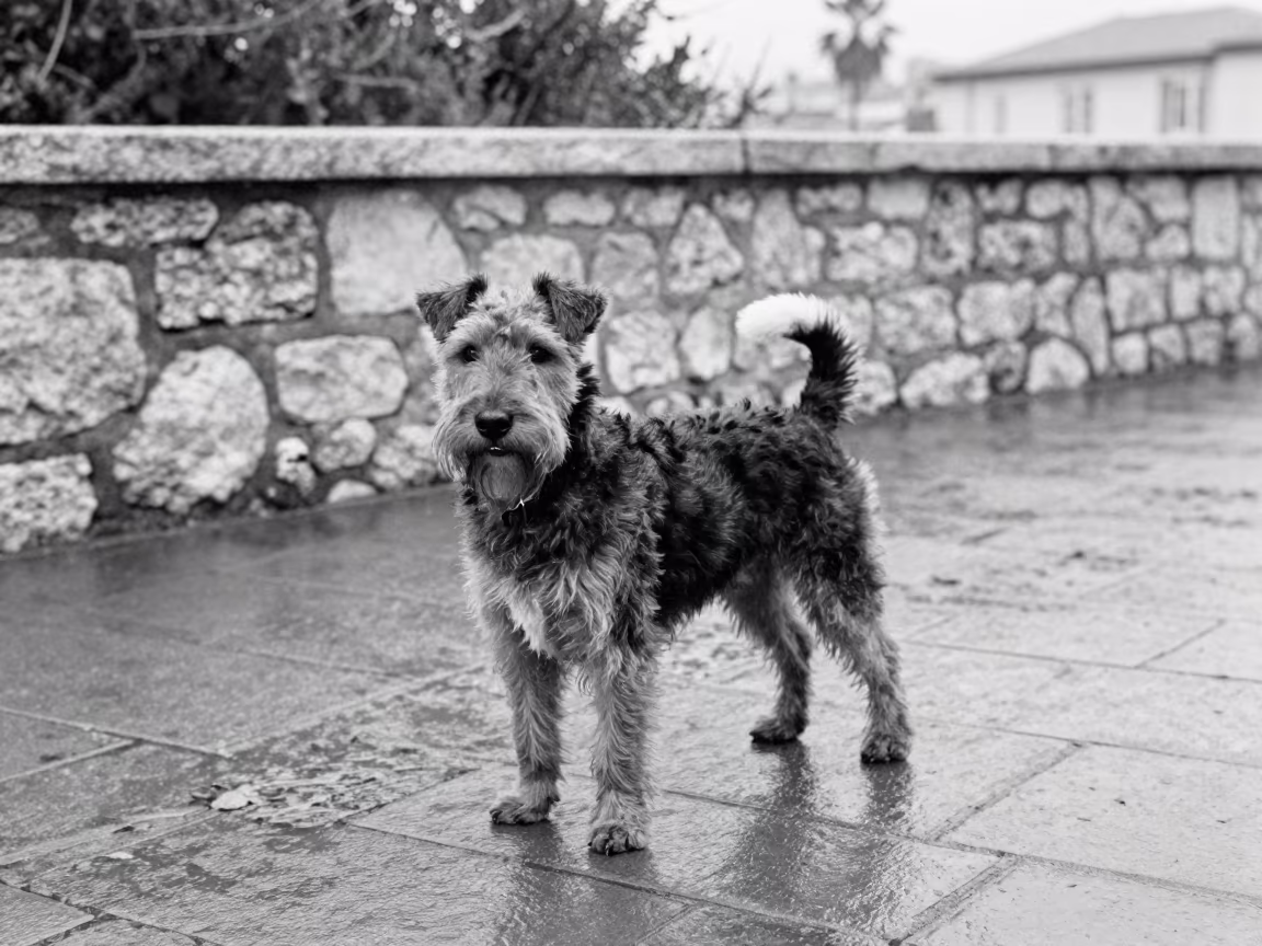 Welsh Terrier in Late Autumn Cannes in along a quiet park path with soft open shade and a clean background in Cannes