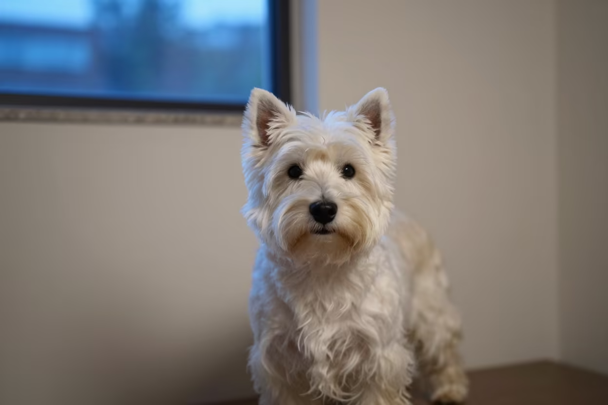 West Highland White Terrier Portrait in Fairbanks in beside a plain plaster wall in soft indoor light with the animal centered in frame in Fairbanks