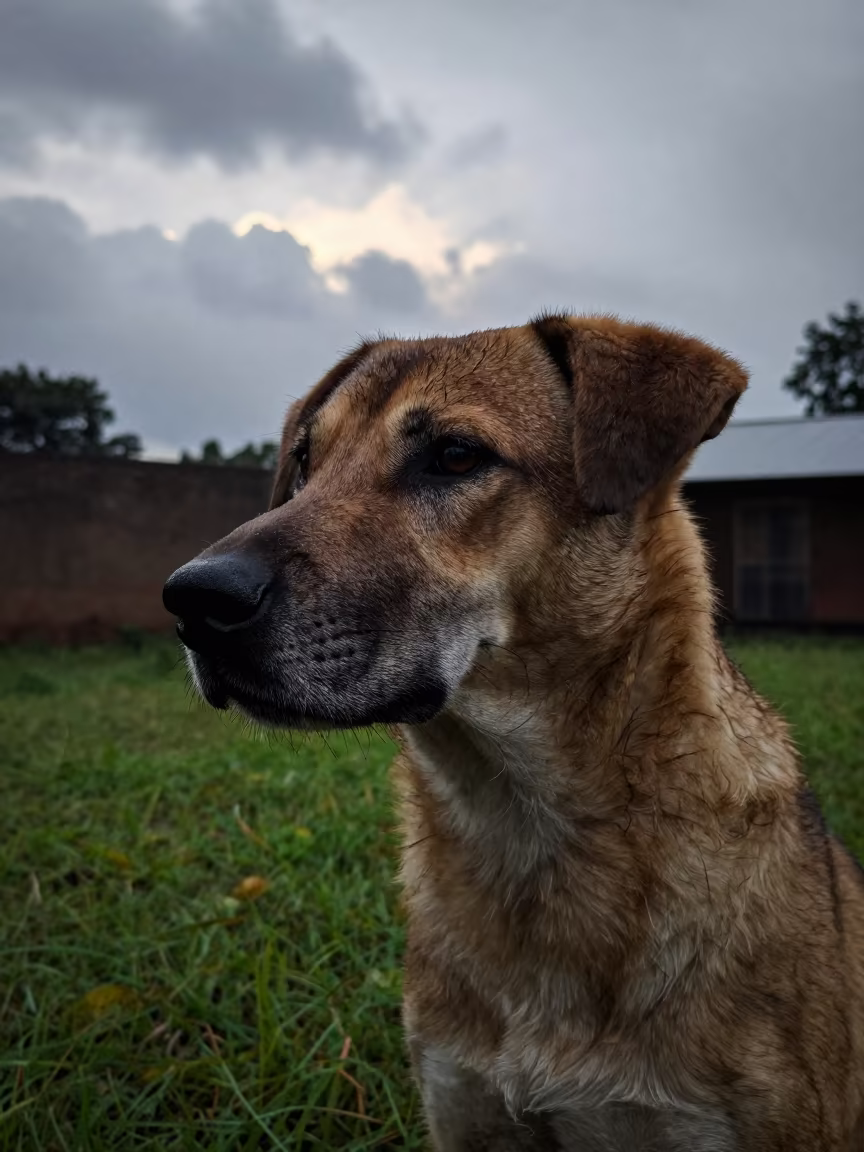 Wetterhoun Portrait in Ouagadougou Rainy Dawn in in a small yard with clipped grass, calm light, and the animal centered in frame near Ouagadougou
