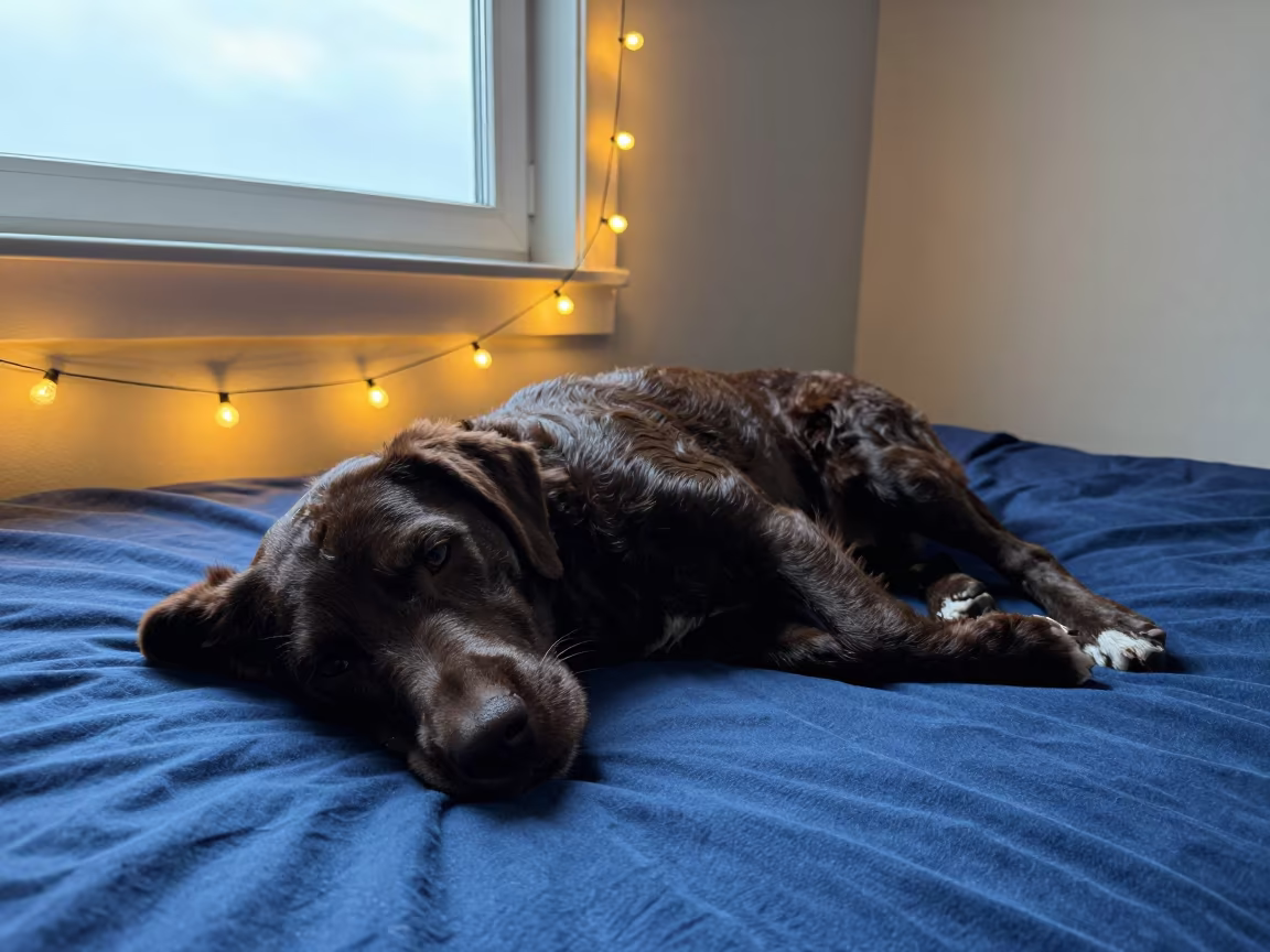 Wetterhoun Resting on Bedspread Near Window in on a bedspread near a bright window with calm indoor light near Spokane