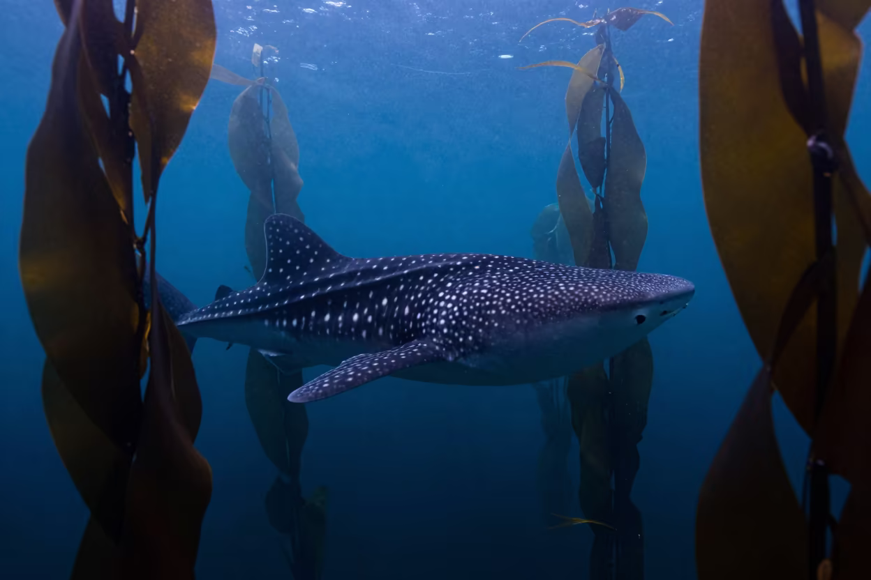 Whale Shark in Japanese Kelp Forest at Dawn in along a seagrass channel near the coast in Japan