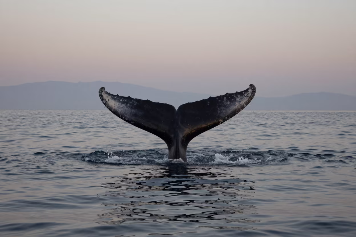 Whale Tail Diving Before Dawn in Fukuoka Waters in near Fukuoka