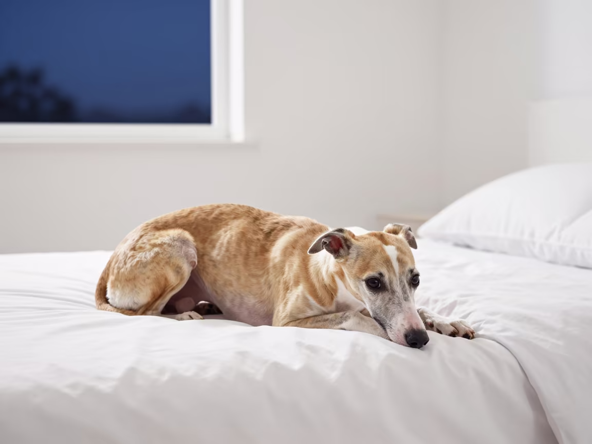 Whippet Resting on Bedspread Near Window in on a bedspread near a bright window with calm indoor light in Ningbo