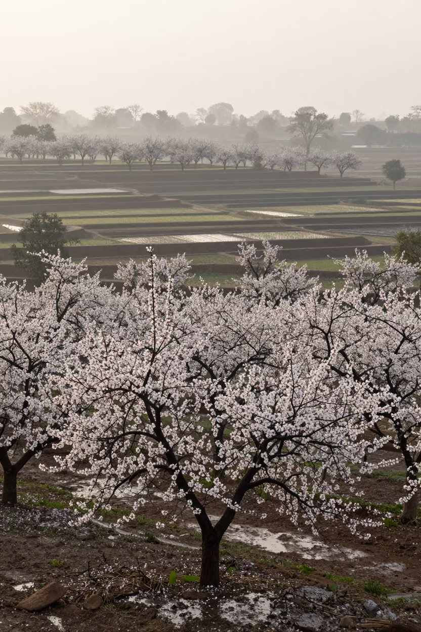 White Almond Blossoms Over Terraced Paddies at Dawn in among terraced rice paddies in Rajasthan