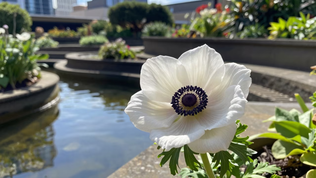 White Anemone in Degraves Street Garden in among terraced garden plots near Degraves Street, Melbourne