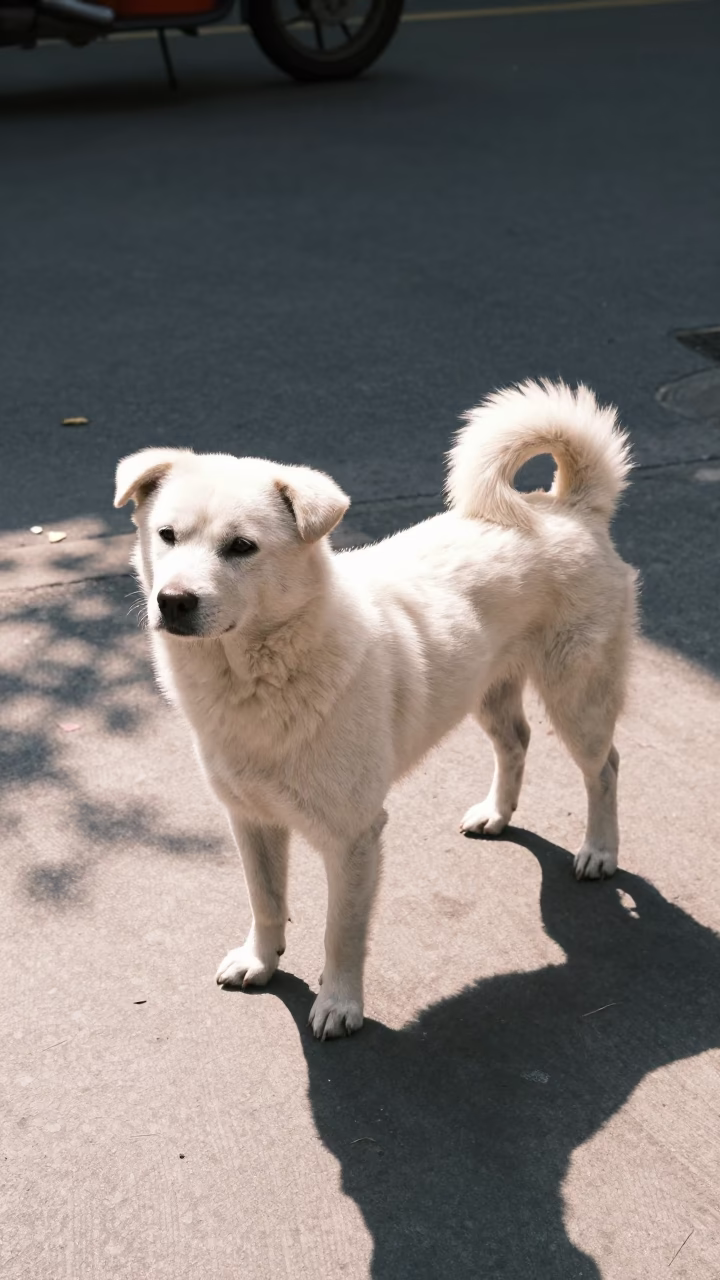 White Dog in Ho Chi Minh City in in Ho Chi Minh City, Vietnam
