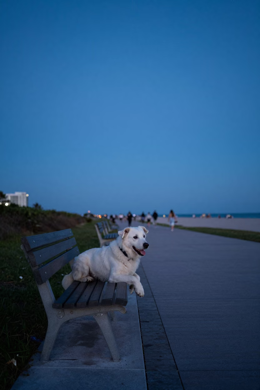 White Dog in Miami in in Miami, Florida, United States