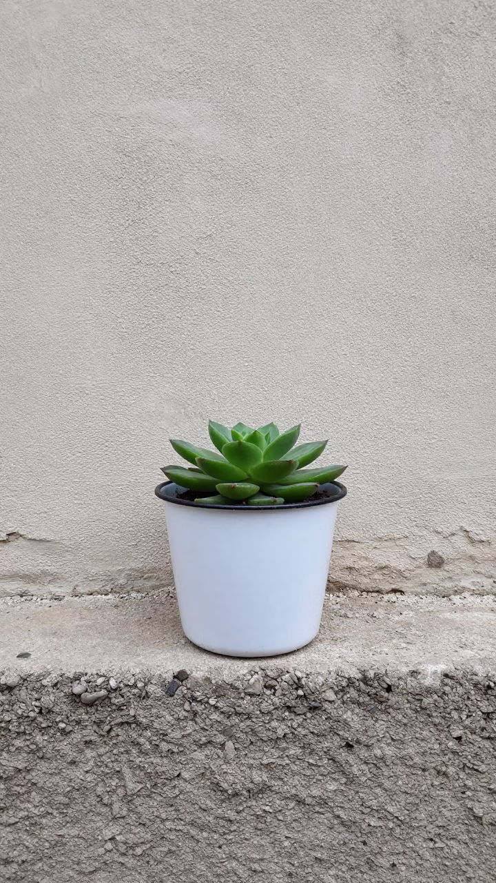 White Enamel Plant Pot in Havana in in Havana, Cuba