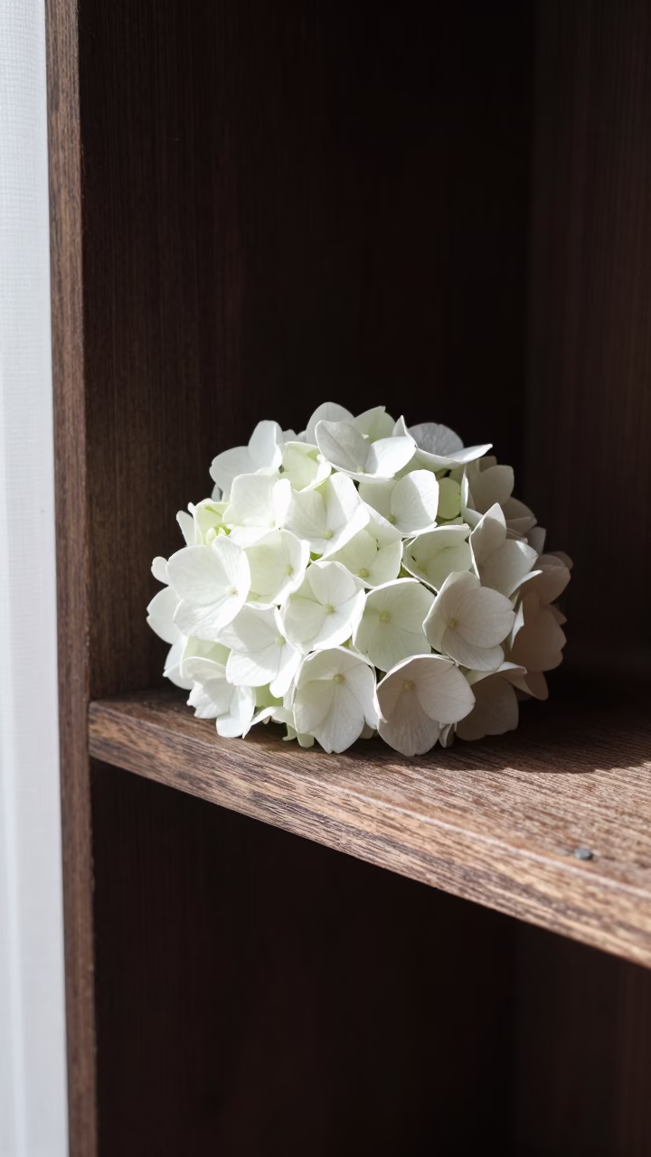 White Hydrangea Bloom in Hong Kong in in Hong Kong