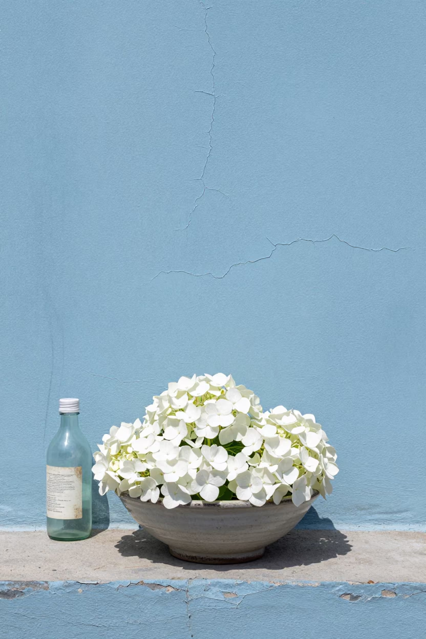 White Hydrangeas in Seoul in in Seoul, South Korea