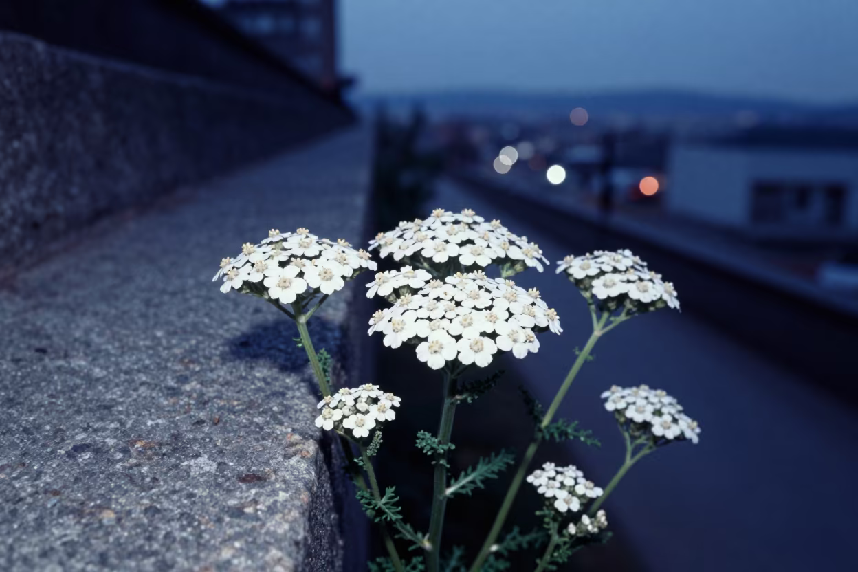 White Yarrow Flowers on Stone Ledge Twilight in on a stone ledge in Highland Park, Los Angeles