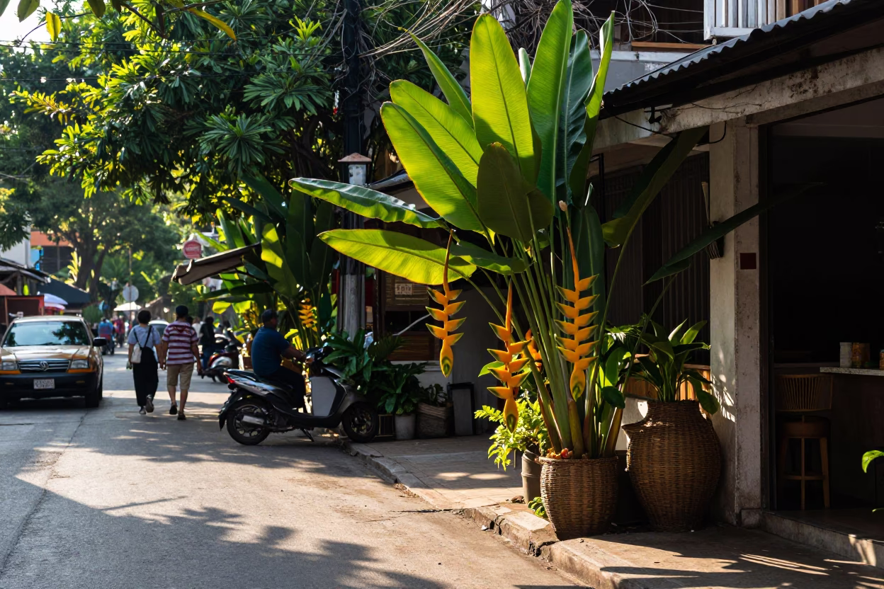 Wicker Shadows at The Late Morning Light in Chiang Mai in in Chiang Mai, Thailand