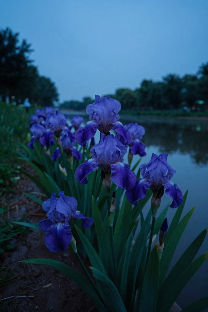 Wild Iris in Monsoon Twilight Near Changchun in in a bloom-heavy meadow near Changchun