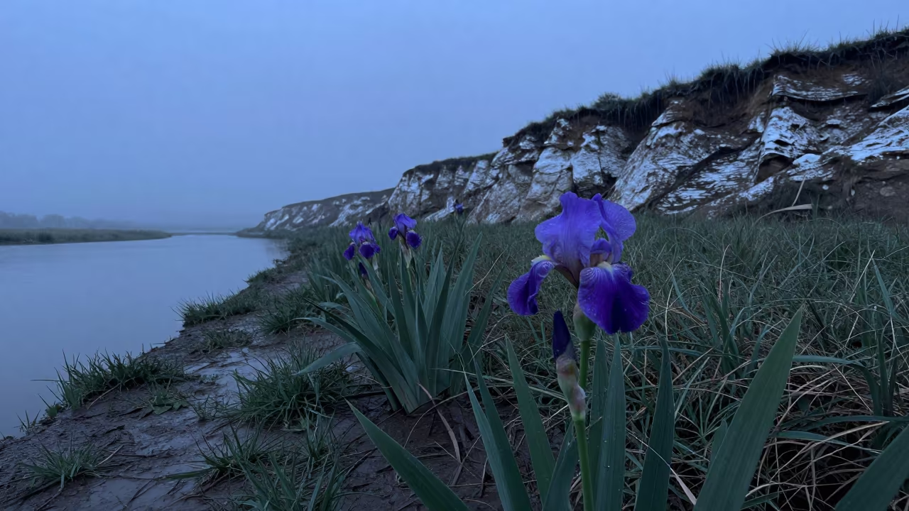 Wild Iris at Twilight on Salt Cliff Hillah in along a salt-sprayed cliff edge near Hillah