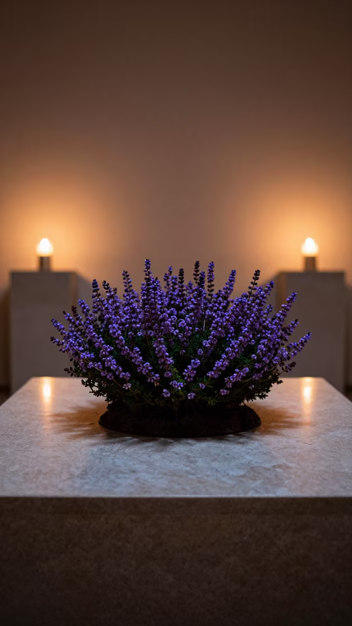 Wild Thyme on Museum Plinth in Izmir in on a museum plinth in Izmir