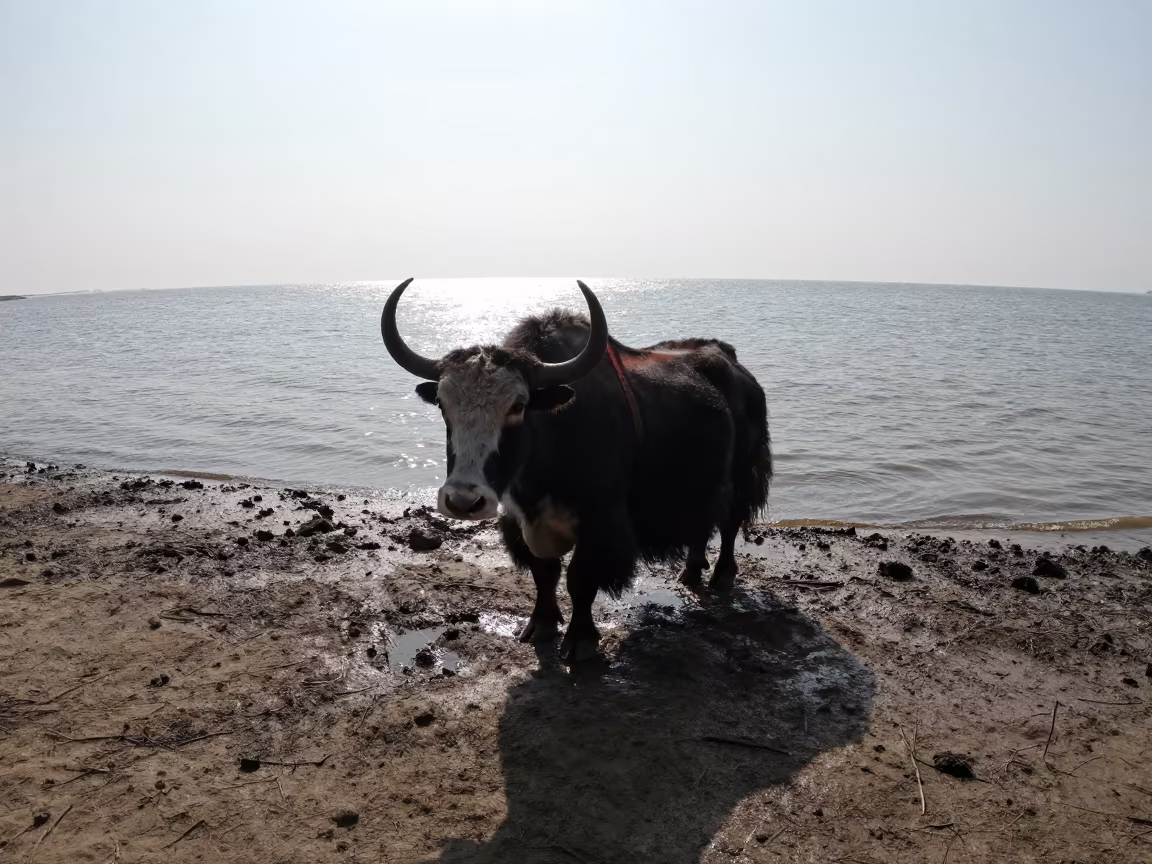 Wild Yak Beside Tidal Inlet in Monsoon Haze in beside a tidal inlet near Mashhad