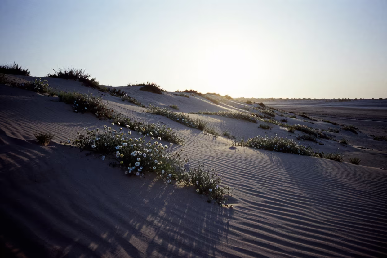 Wildflower Desert Bloom at Dawn Tunisia in along a wave-cut shoreline in Tunisia