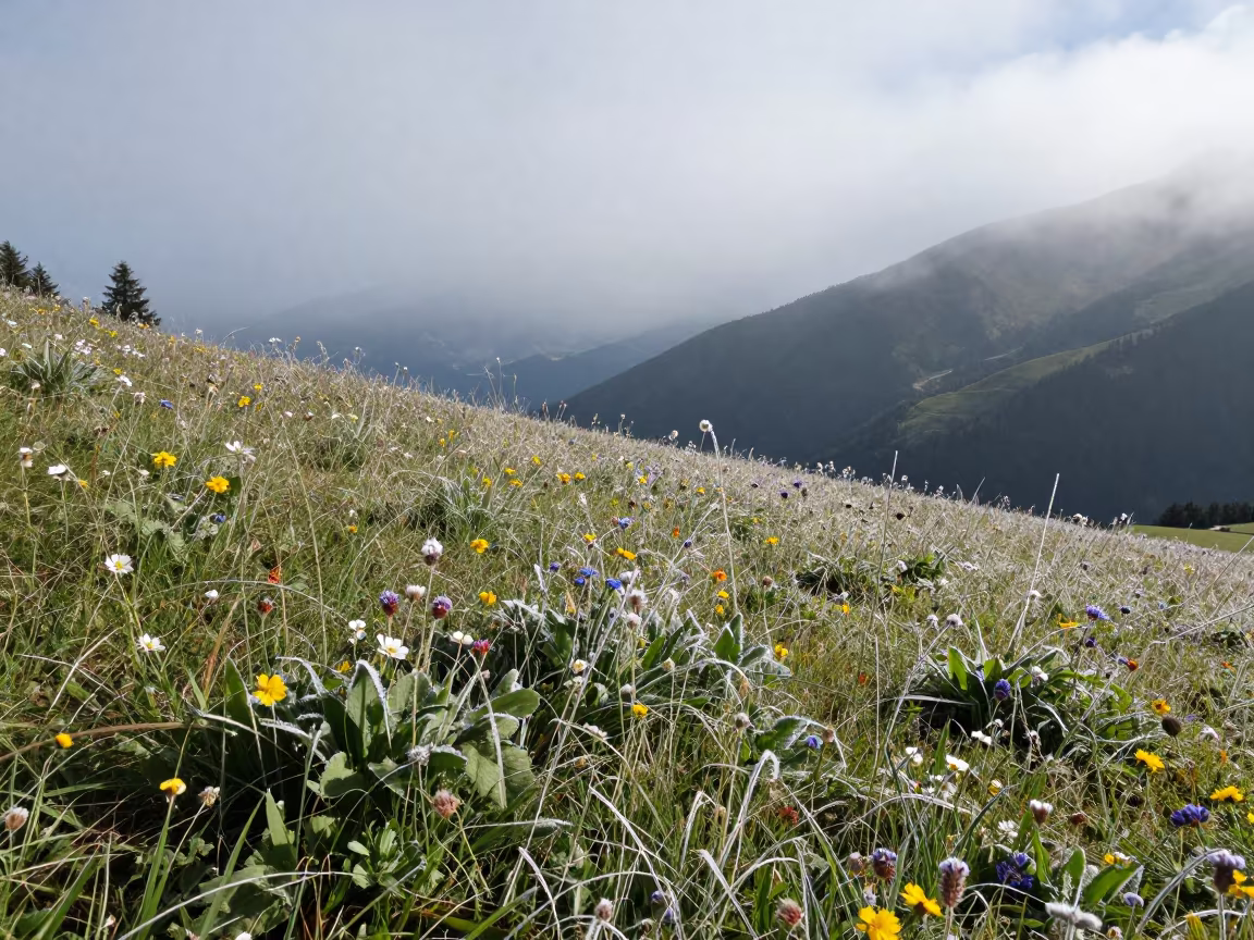 Wildflowers in Alpine Meadow Tyrol Ridge in from a ridge above layered foothills in Tyrol