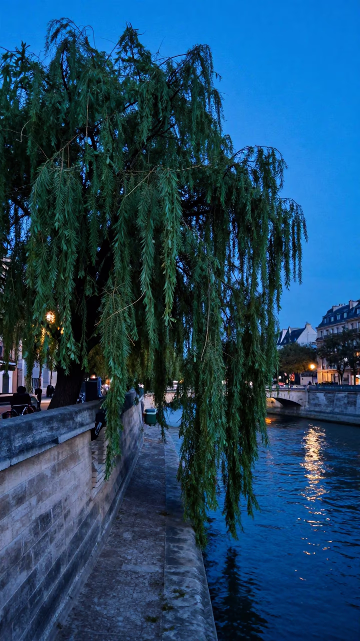 Willow Tree in Paris at The Last Blue Light Of Evening in in Paris, France